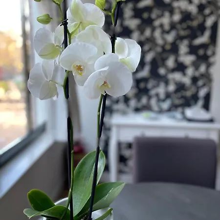 الفنان امستردام بيت ضيافة أمستردام