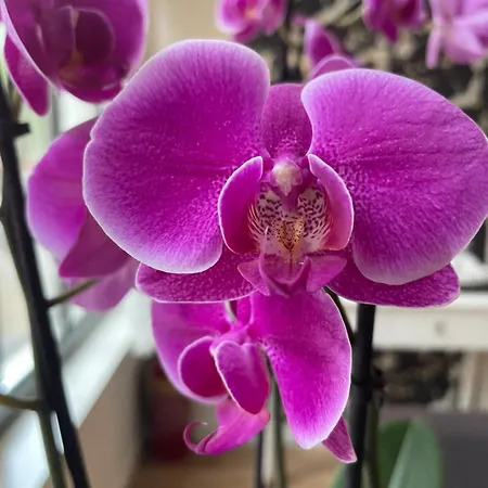 الفنان امستردام 4* أمستردام